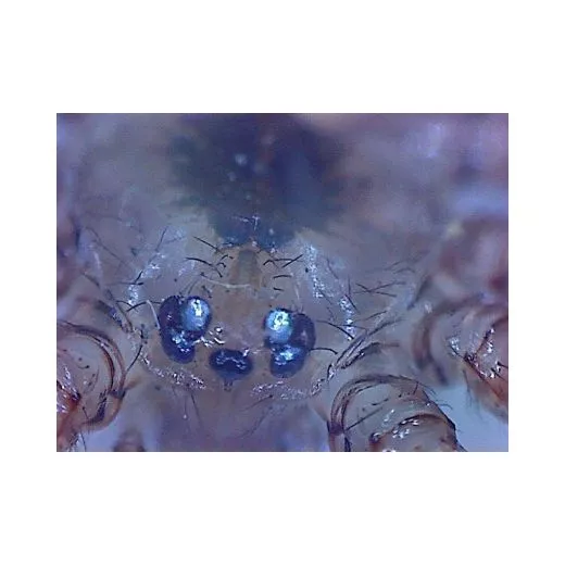 DigitalView USB Hand Microscope, up to 200x, LED