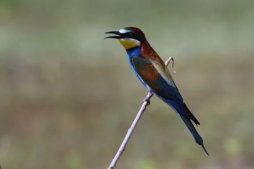 Vogel Aufnahmen mit TS Photoline 90mm f6,6 Triplet FPL-53 SuperApo TSAPO906