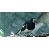 DWARFLAB AP 24/100 DWARF II Deluxe Edition Teleskop