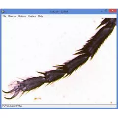 Biological entry-level microscope, monocular, with camera, up to 1280x, LED