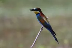 Vogel Aufnahmen mit TS Photoline 90mm f6,6 Triplet FPL-53 SuperApo TSAPO906