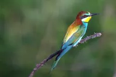 Vogel Aufnahmen mit TS Photoline 90mm f6,6 Triplet FPL-53 SuperApo TSAPO906